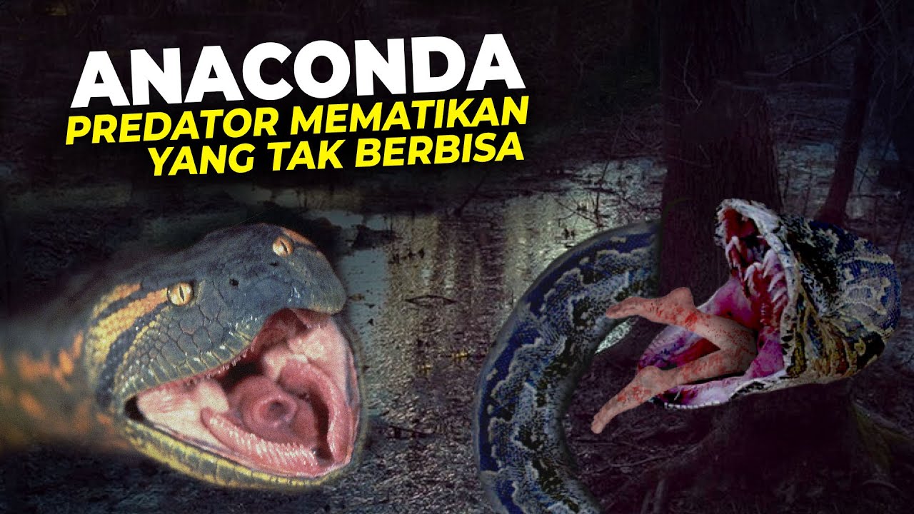 Detail Gambar Anaconda Terbesar Nomer 46