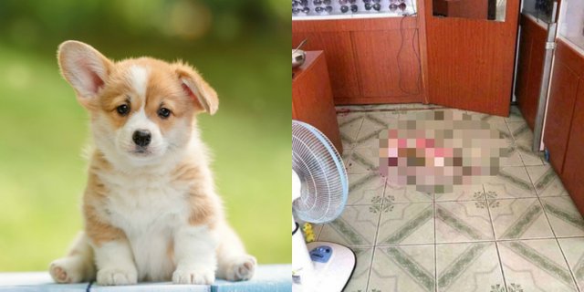 Detail Gambar Anak Anjing Nomer 29