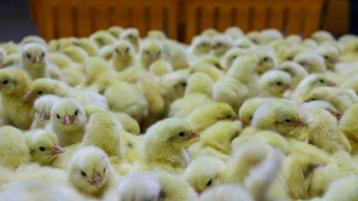 Detail Gambar Anak Ayam Nomer 35