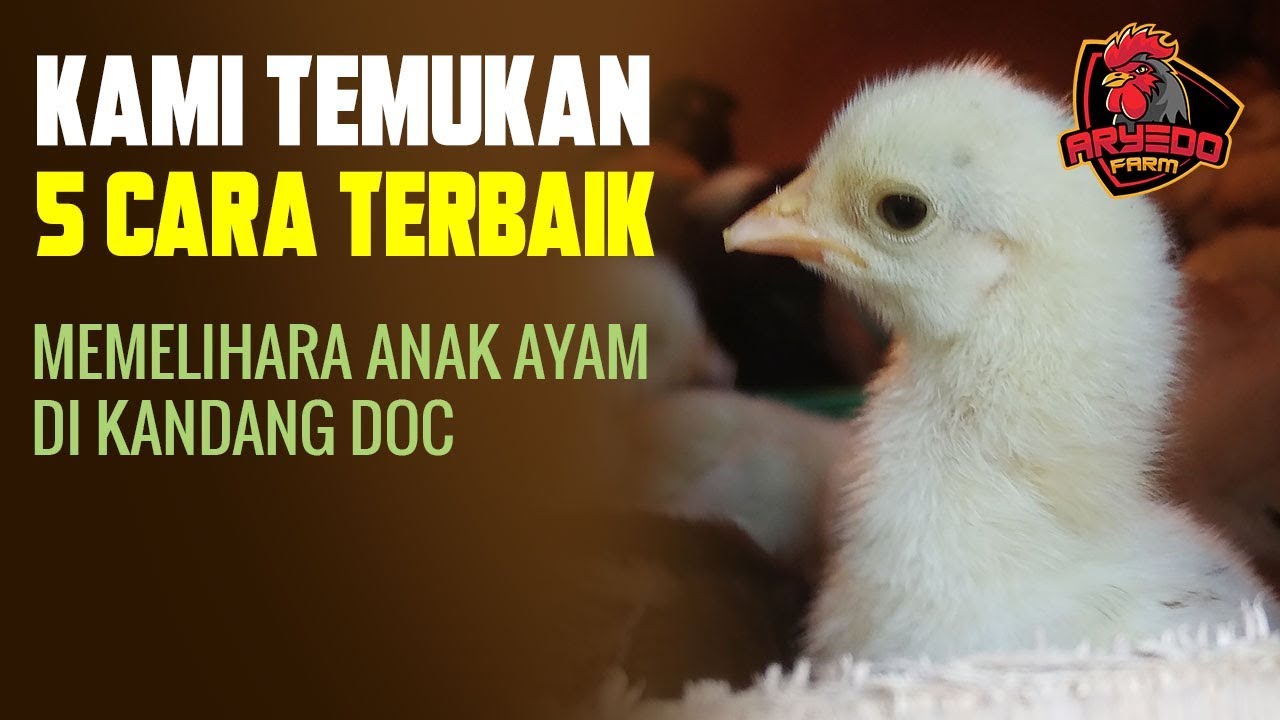 Detail Gambar Anak Ayam Nomer 47