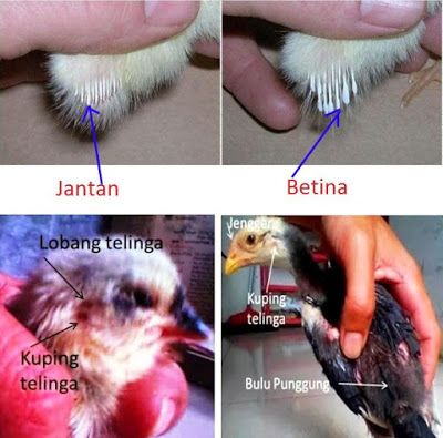 Detail Gambar Anak Ayam Bangkok Nomer 20