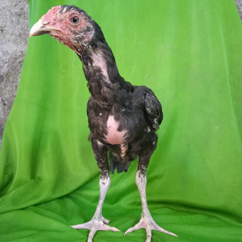 Detail Gambar Anak Ayam Bangkok Nomer 55