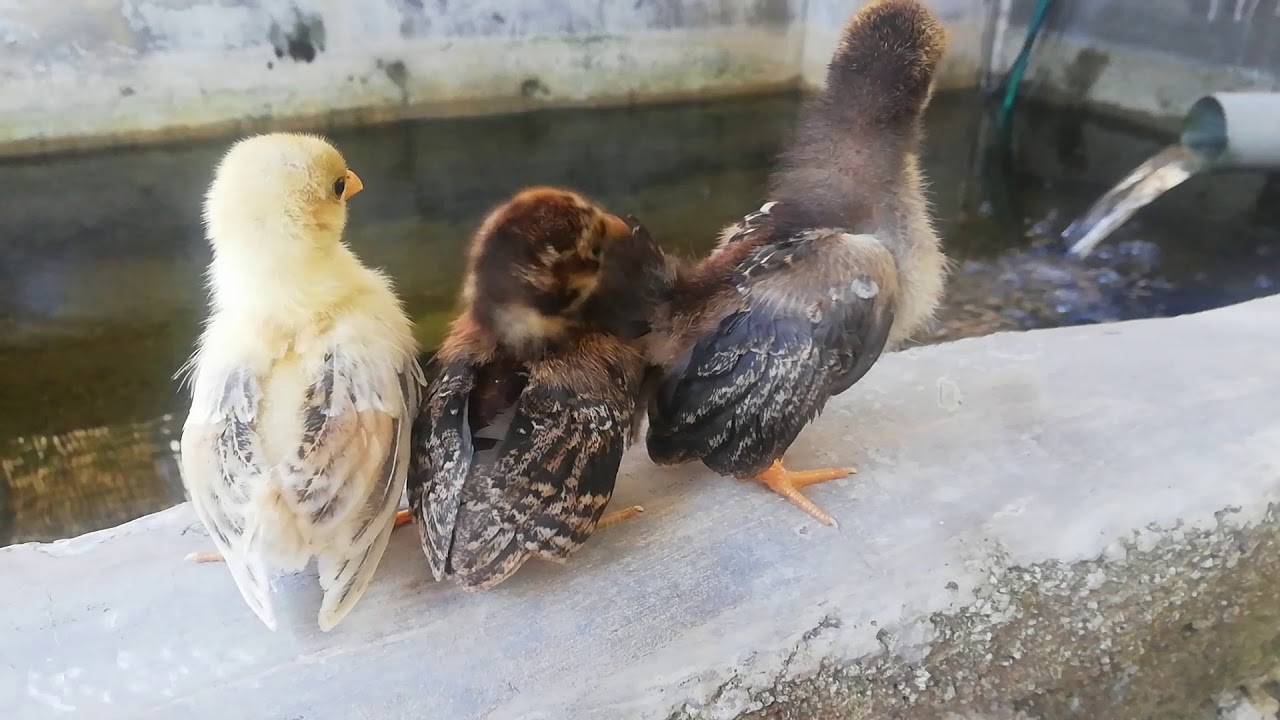 Detail Gambar Anak Ayam Cerama Nomer 13