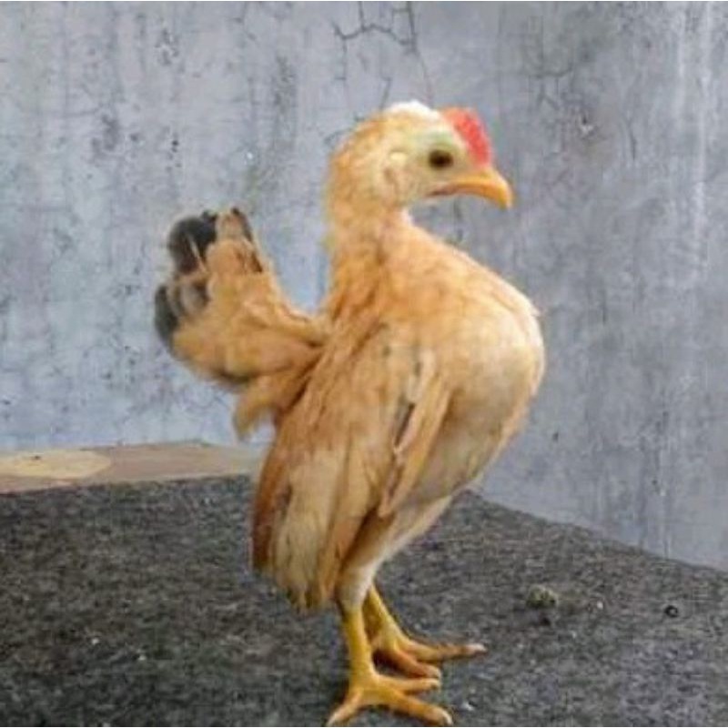 Detail Gambar Anak Ayam Cerama Nomer 14