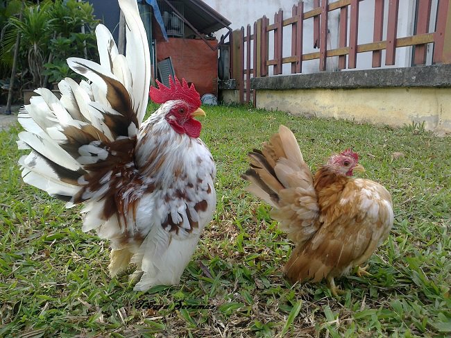 Detail Gambar Anak Ayam Cerama Nomer 17