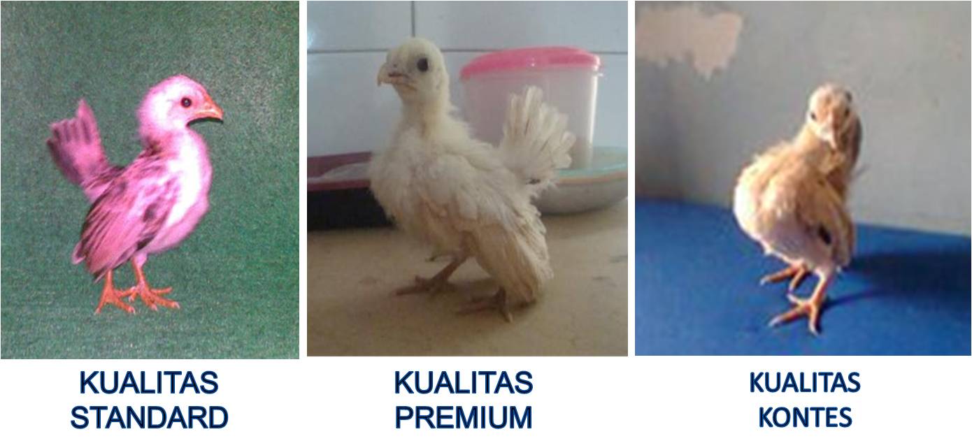 Detail Gambar Anak Ayam Cerama Nomer 19