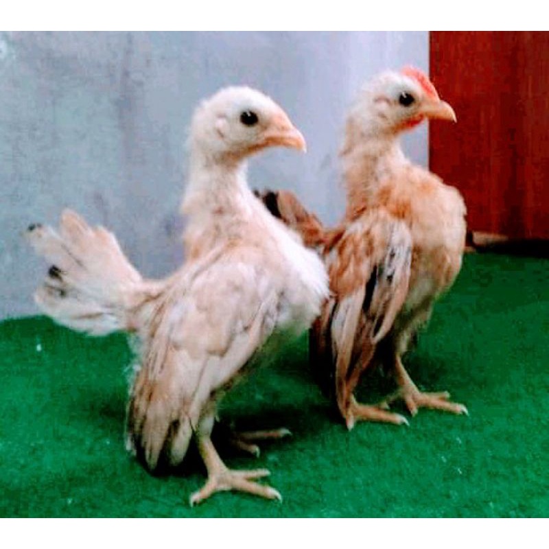 Detail Gambar Anak Ayam Cerama Nomer 3