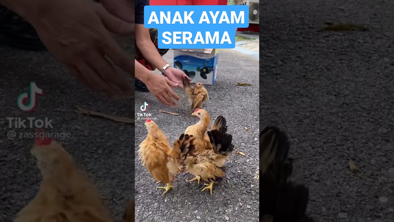 Detail Gambar Anak Ayam Cerama Nomer 23