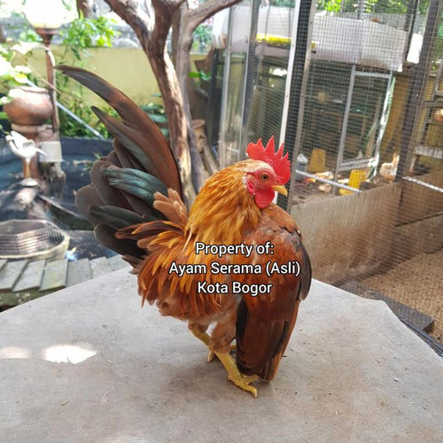 Detail Gambar Anak Ayam Cerama Nomer 28