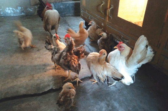 Detail Gambar Anak Ayam Cerama Nomer 29