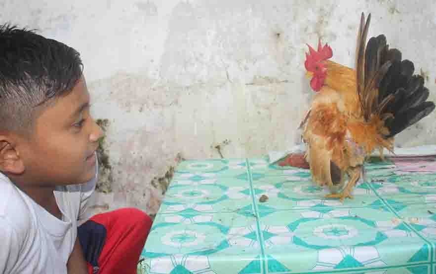 Detail Gambar Anak Ayam Cerama Nomer 31