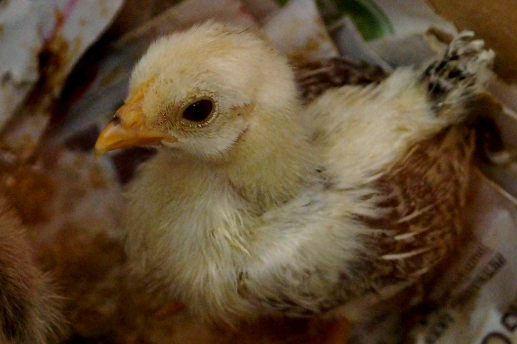 Detail Gambar Anak Ayam Cerama Nomer 36