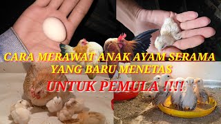 Detail Gambar Anak Ayam Cerama Nomer 38