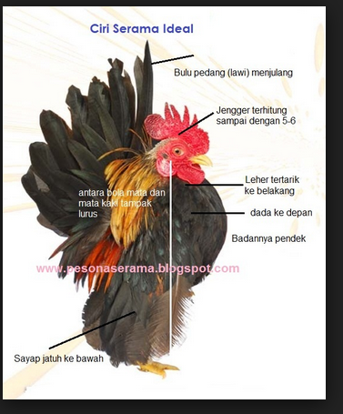 Detail Gambar Anak Ayam Cerama Nomer 42