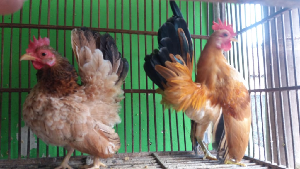 Detail Gambar Anak Ayam Cerama Nomer 46