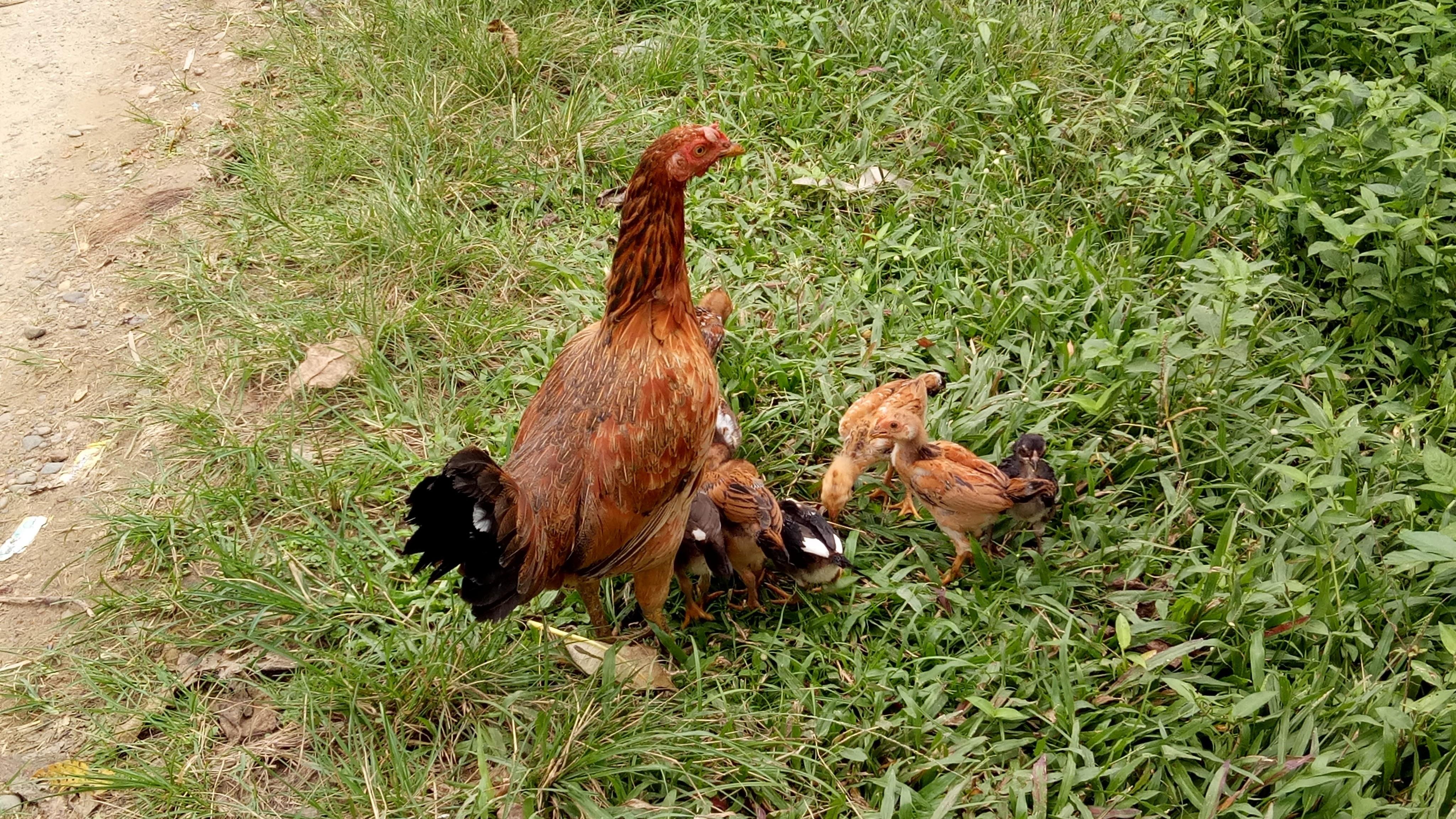 Detail Gambar Anak Ayam Dan Induknya Nomer 43