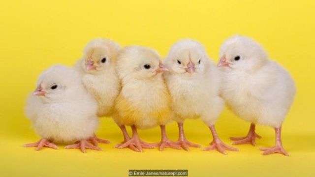 Detail Gambar Anak Ayam Dan Induknya Nomer 49