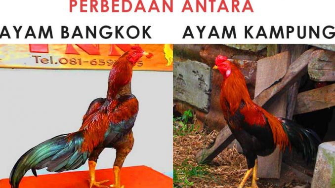 Detail Gambar Anak Ayam Jantan Jago Kampung Nomer 3