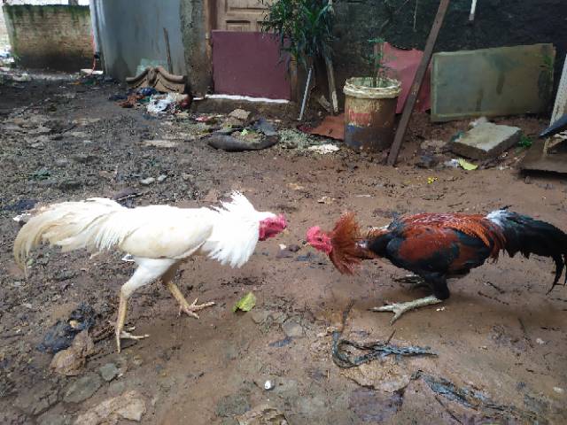 Detail Gambar Anak Ayam Jantan Jago Kampung Nomer 20