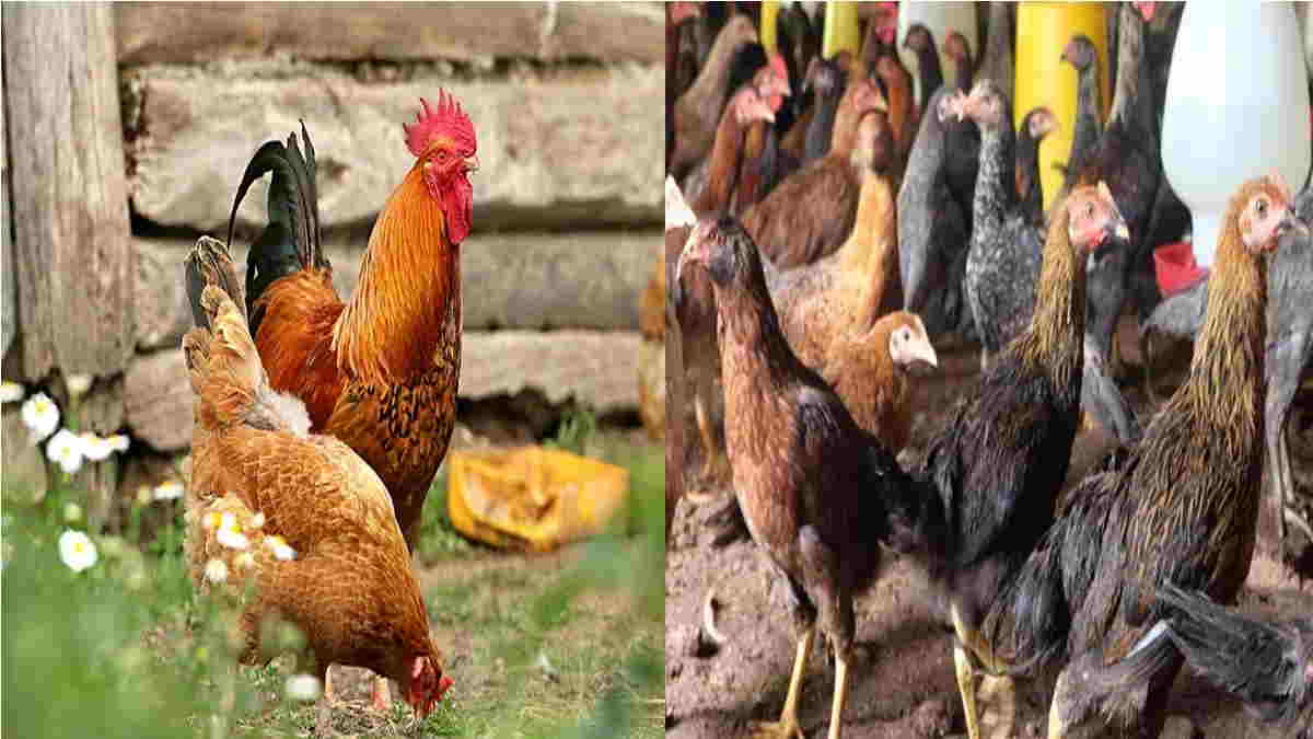 Detail Gambar Anak Ayam Jantan Jago Kampung Nomer 23