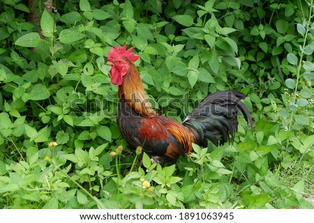 Detail Gambar Anak Ayam Jantan Jago Kampung Nomer 33