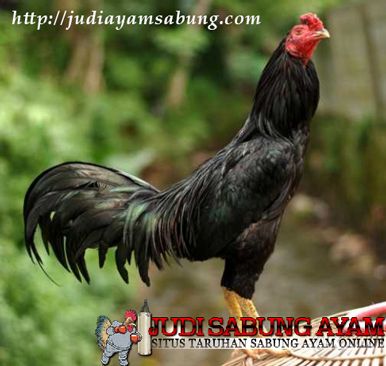 Detail Gambar Anak Ayam Jantan Jago Kampung Nomer 35