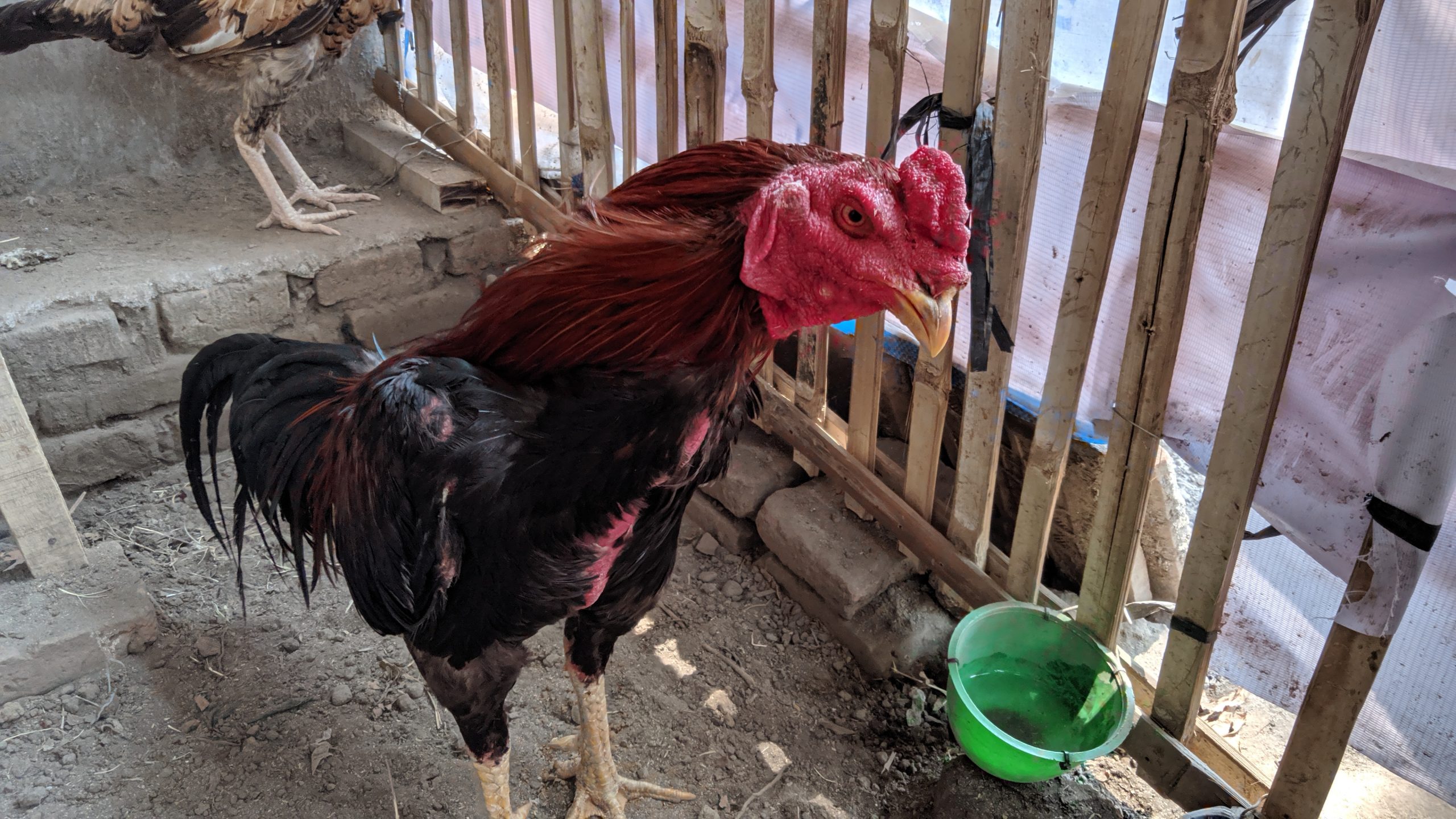 Detail Gambar Anak Ayam Jantan Jago Kampung Nomer 41