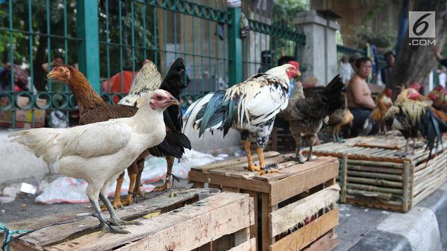 Detail Gambar Anak Ayam Jantan Jago Kampung Nomer 49