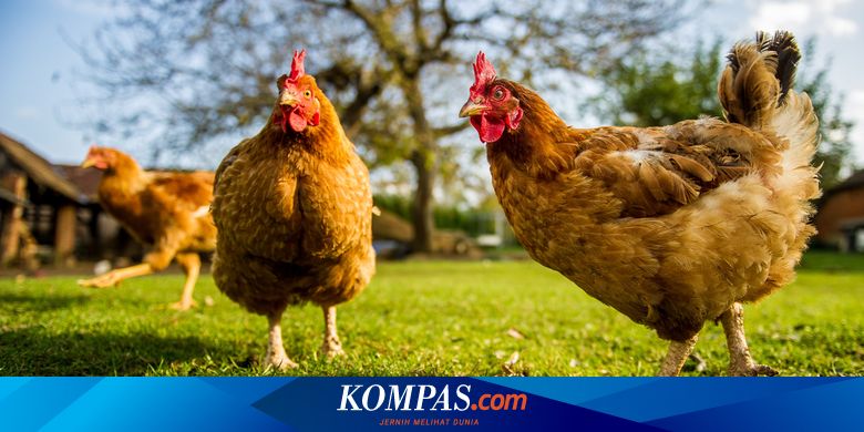 Detail Gambar Anak Ayam Jantan Jago Kampung Nomer 50