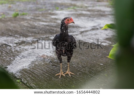 Detail Gambar Anak Ayam Jantan Jago Kampung Nomer 52