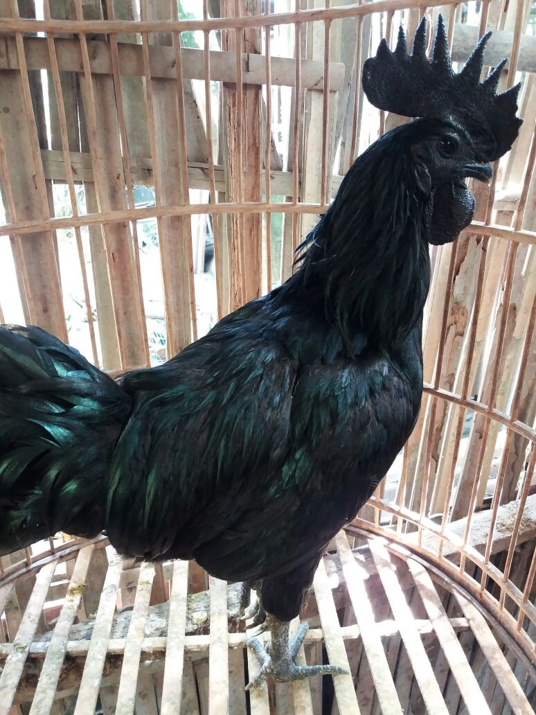 Detail Gambar Anak Ayam Jantan Jago Kampung Nomer 54