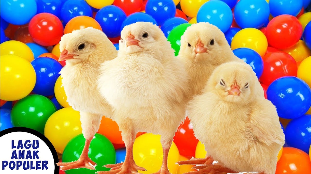 Gambar Anak Ayam Lucu - KibrisPDR