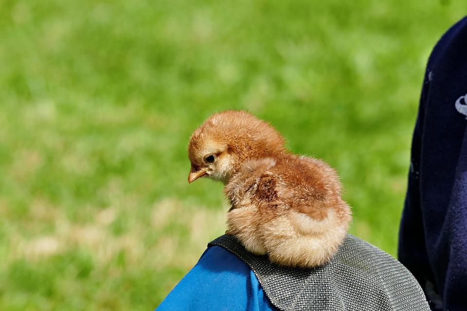 Detail Gambar Anak Ayam Lucu Nomer 31