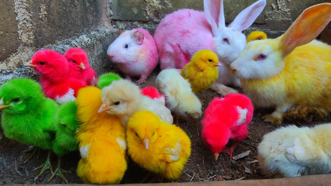 Detail Gambar Anak Ayam Lucu Nomer 35