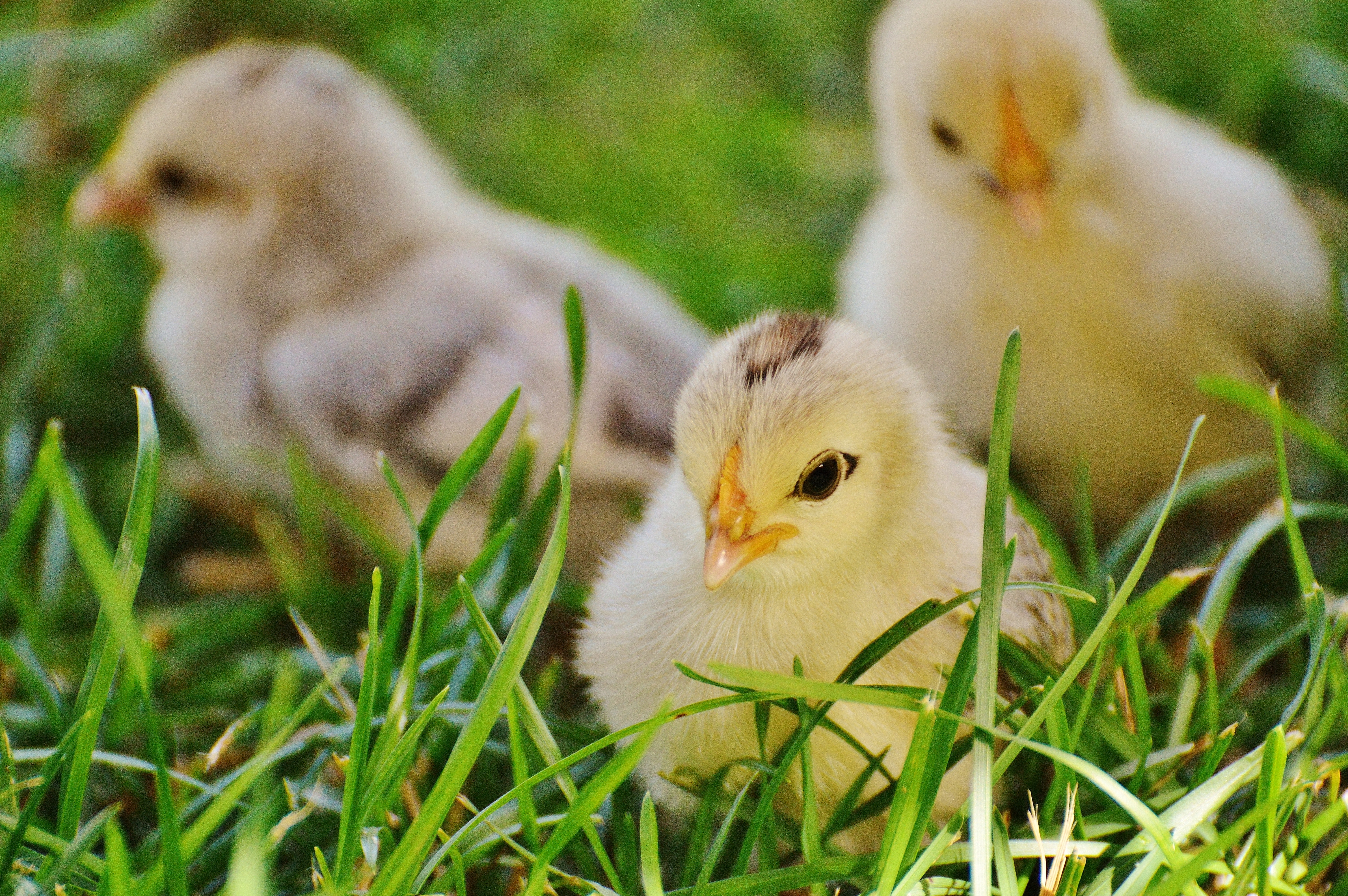 Detail Gambar Anak Ayam Lucu Nomer 8