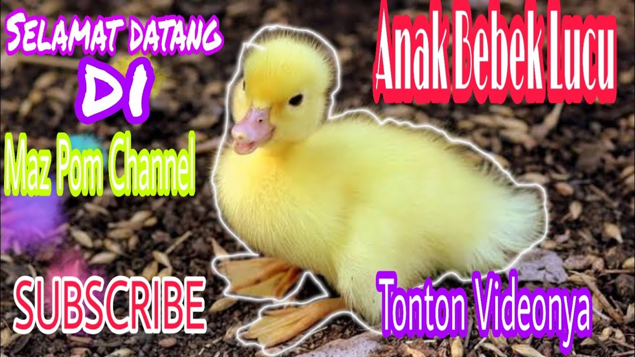 Detail Gambar Anak Bebek Lucu Nomer 42