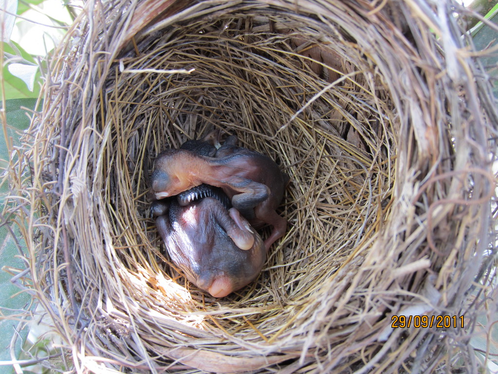 Detail Gambar Anak Burung Nomer 22