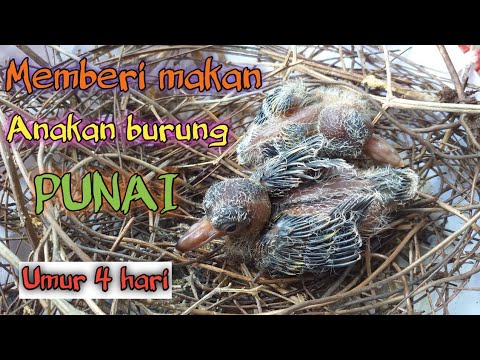 Detail Gambar Anak Burung Nomer 45