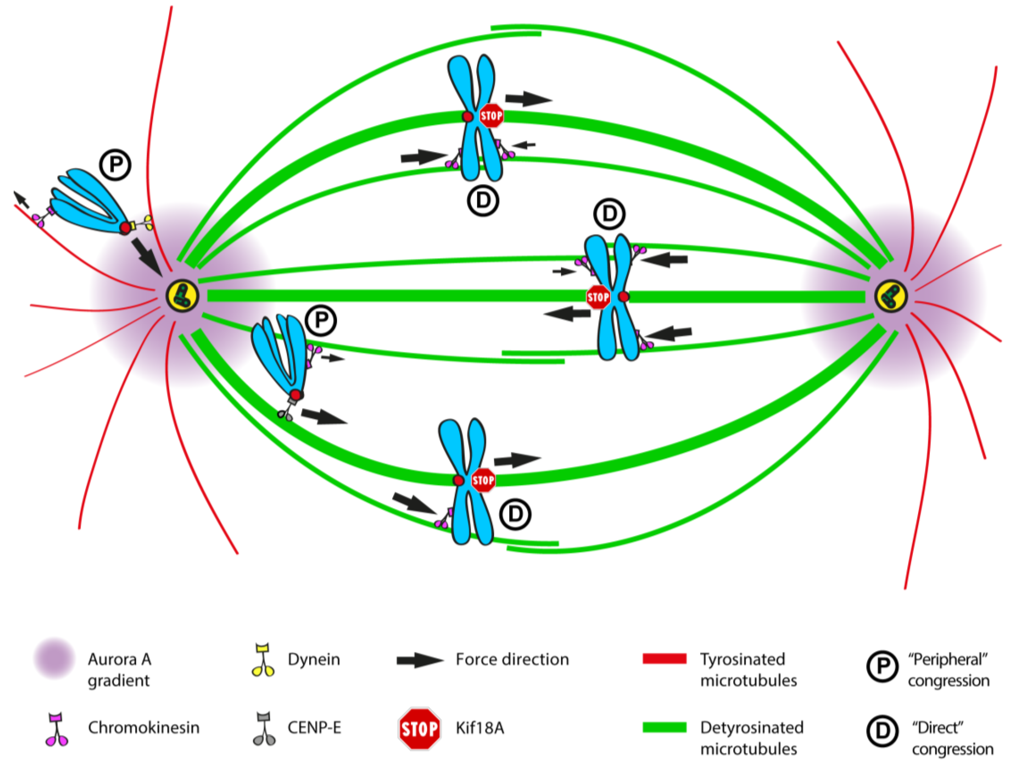 Detail Zwei Chromatid Chromosom Nomer 6