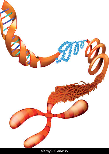 Detail Zwei Chromatid Chromosom Nomer 8