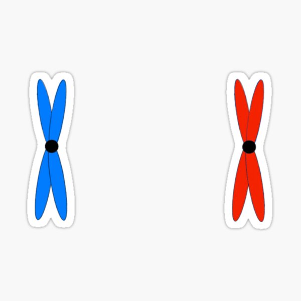 Detail Zwei Chromatid Chromosom Nomer 9