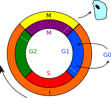 Detail Zwei Chromatid Chromosom Nomer 15