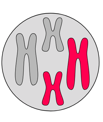 Detail Zwei Chromatid Chromosom Nomer 16