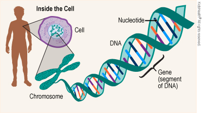 Detail Zwei Chromatid Chromosom Nomer 18