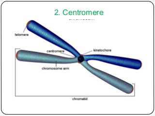 Detail Zwei Chromatid Chromosom Nomer 21