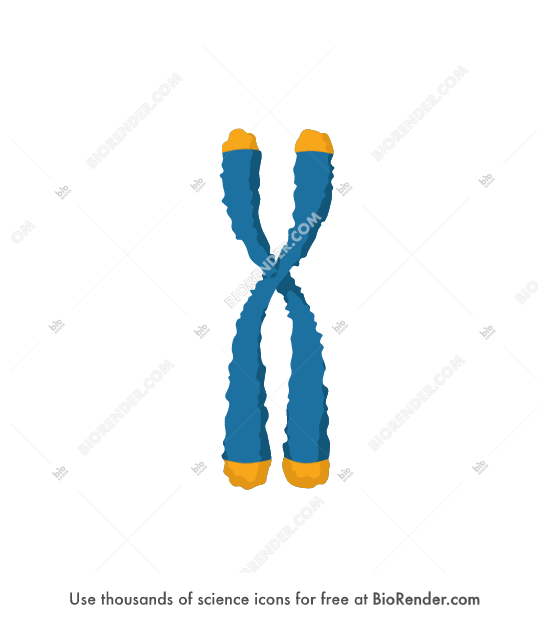 Detail Zwei Chromatid Chromosom Nomer 2