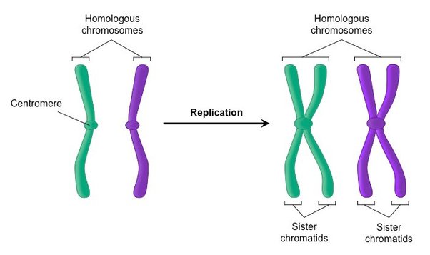 Detail Zwei Chromatid Chromosom Nomer 3