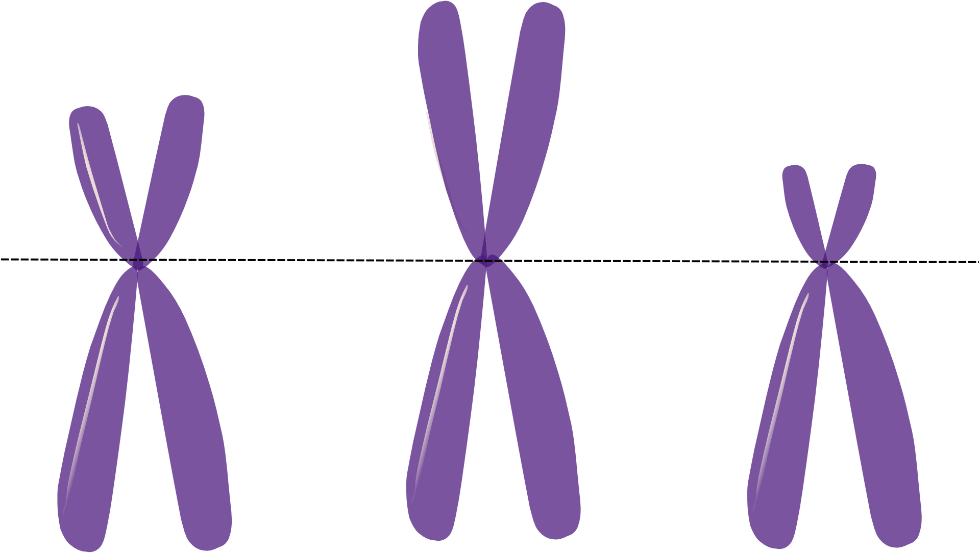 Detail Zwei Chromatid Chromosom Nomer 4