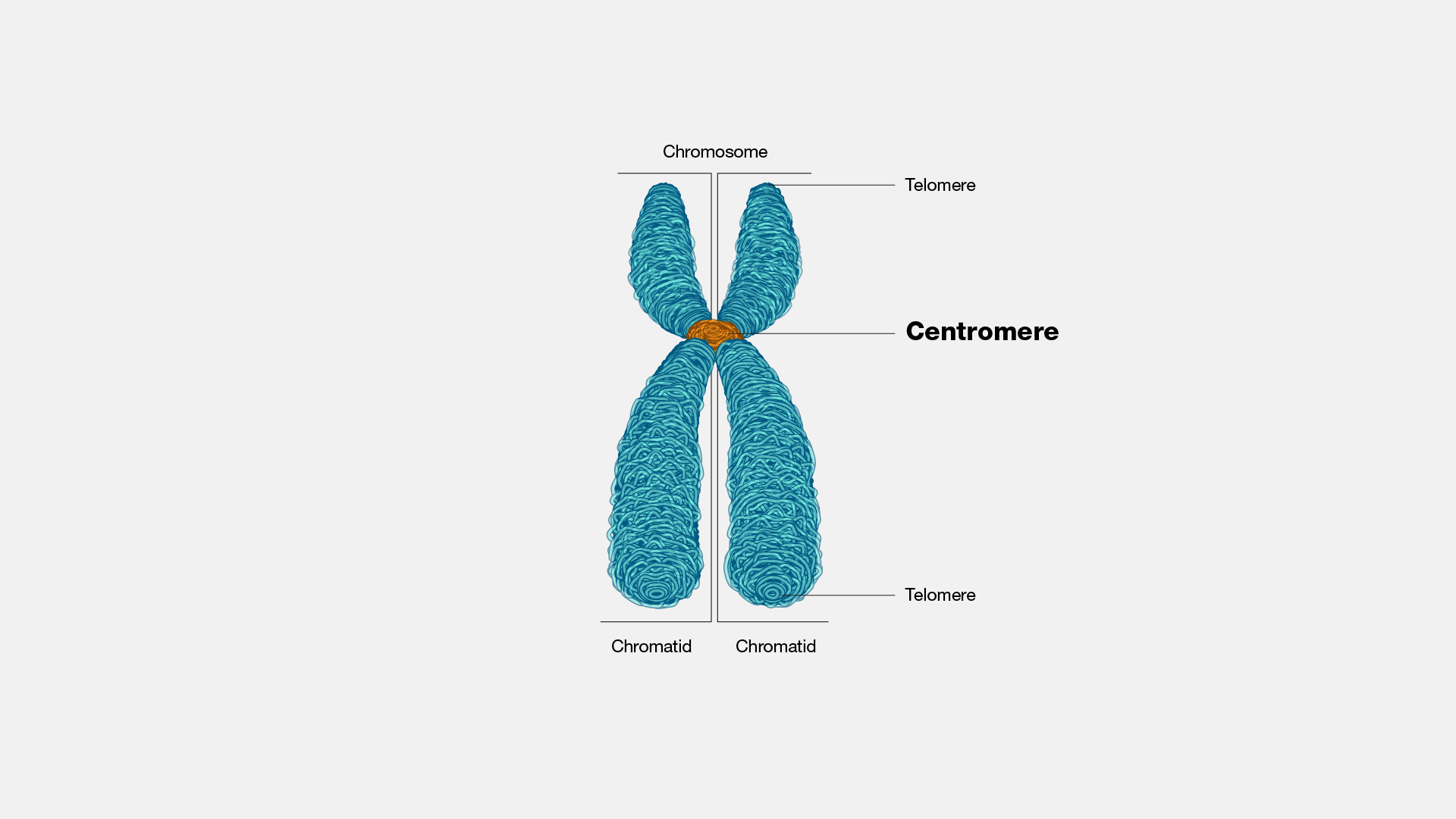 Detail Zwei Chromatid Chromosom Nomer 5