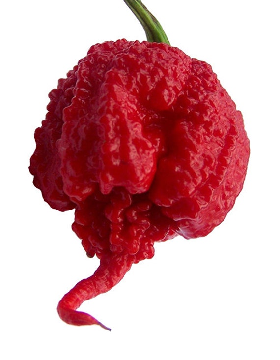 Carolina Reaper Nederland - KibrisPDR